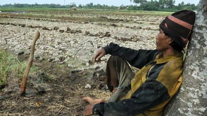 Gagal Panen di Daratan Lumbung Padi, Lazimkah?